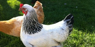 bchicken1
