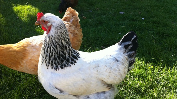 Permanent Link to Backyard Chickens and Solace