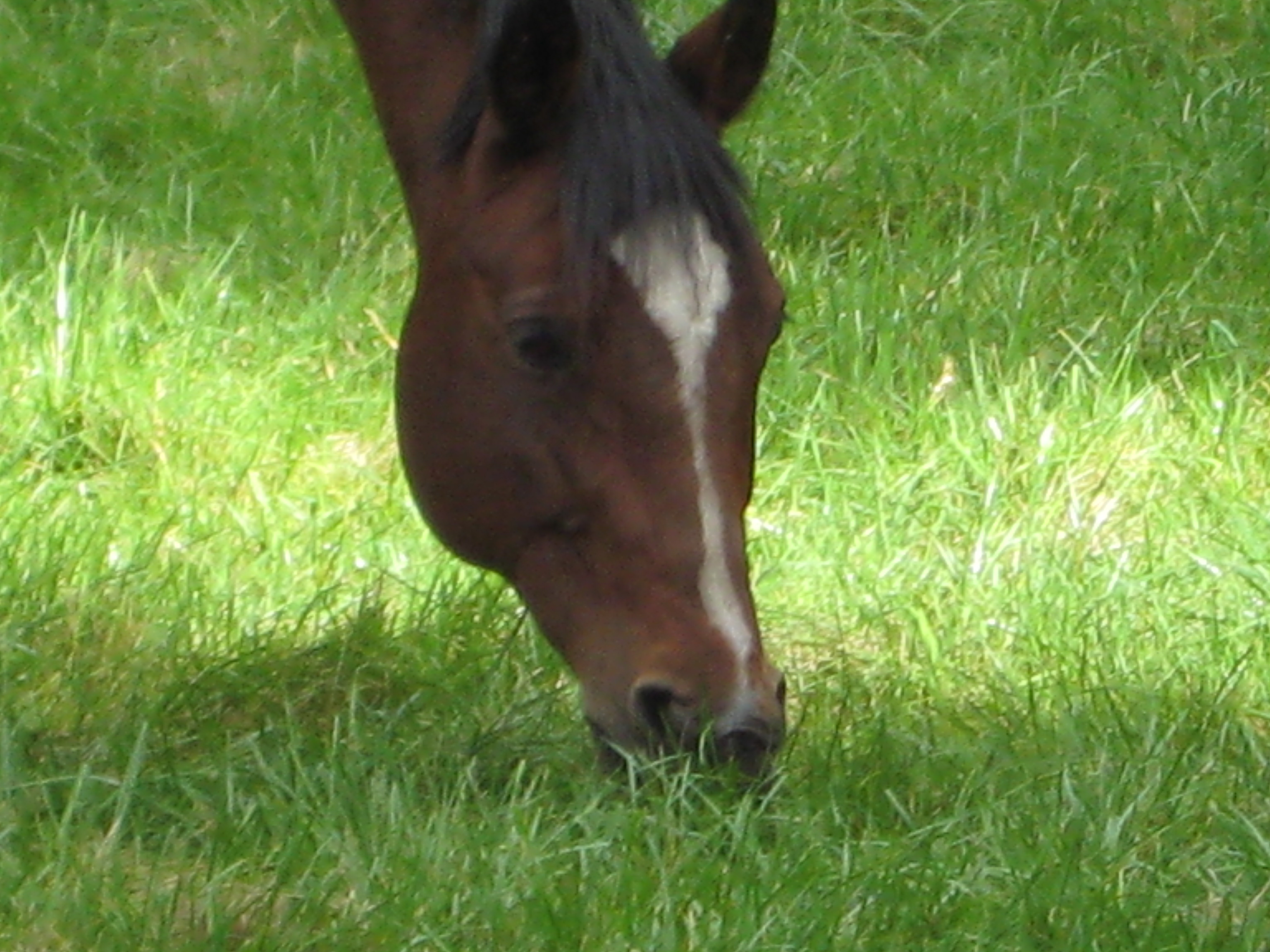 Handsome-a horse I pass daily