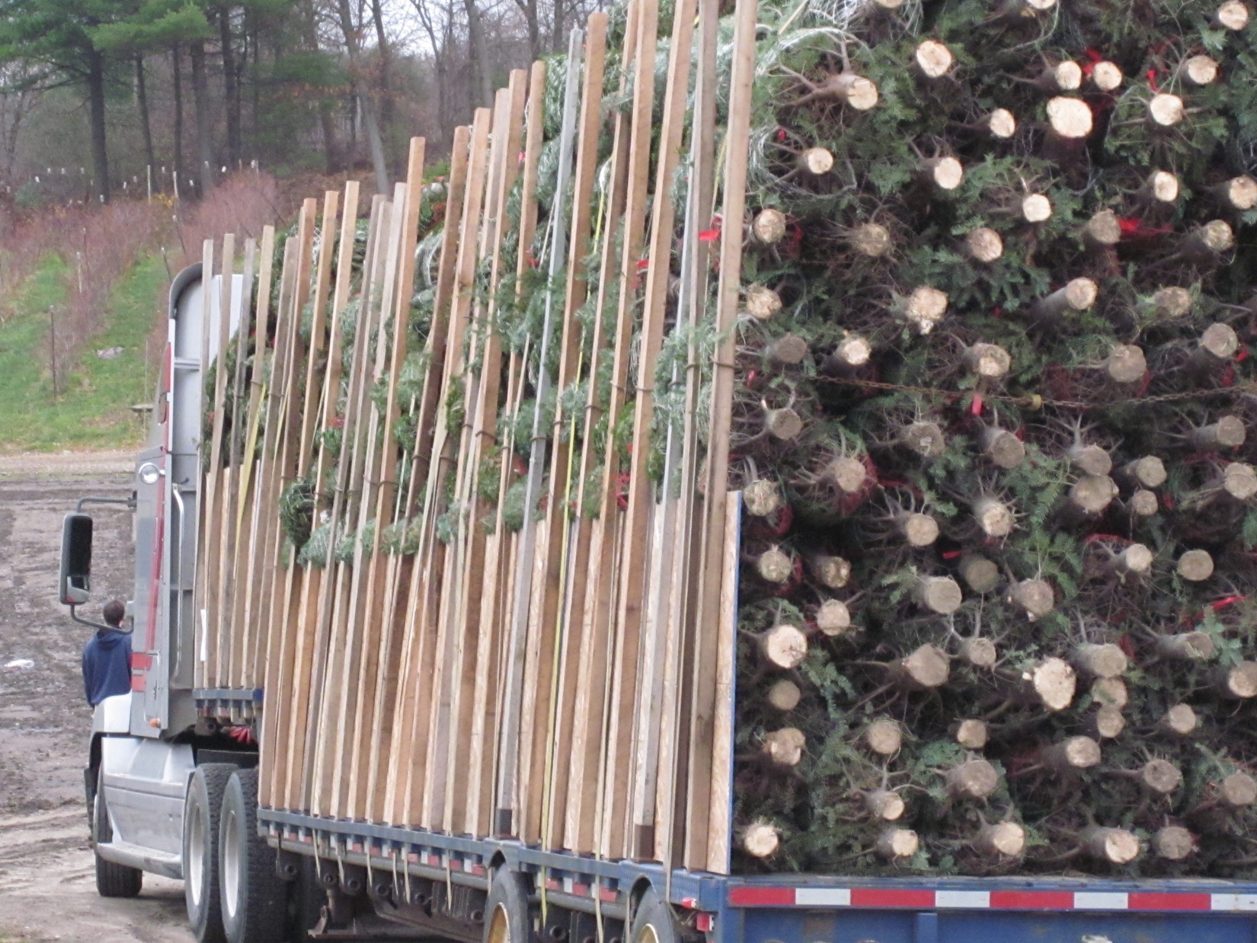 Truckload of cut christmas trees