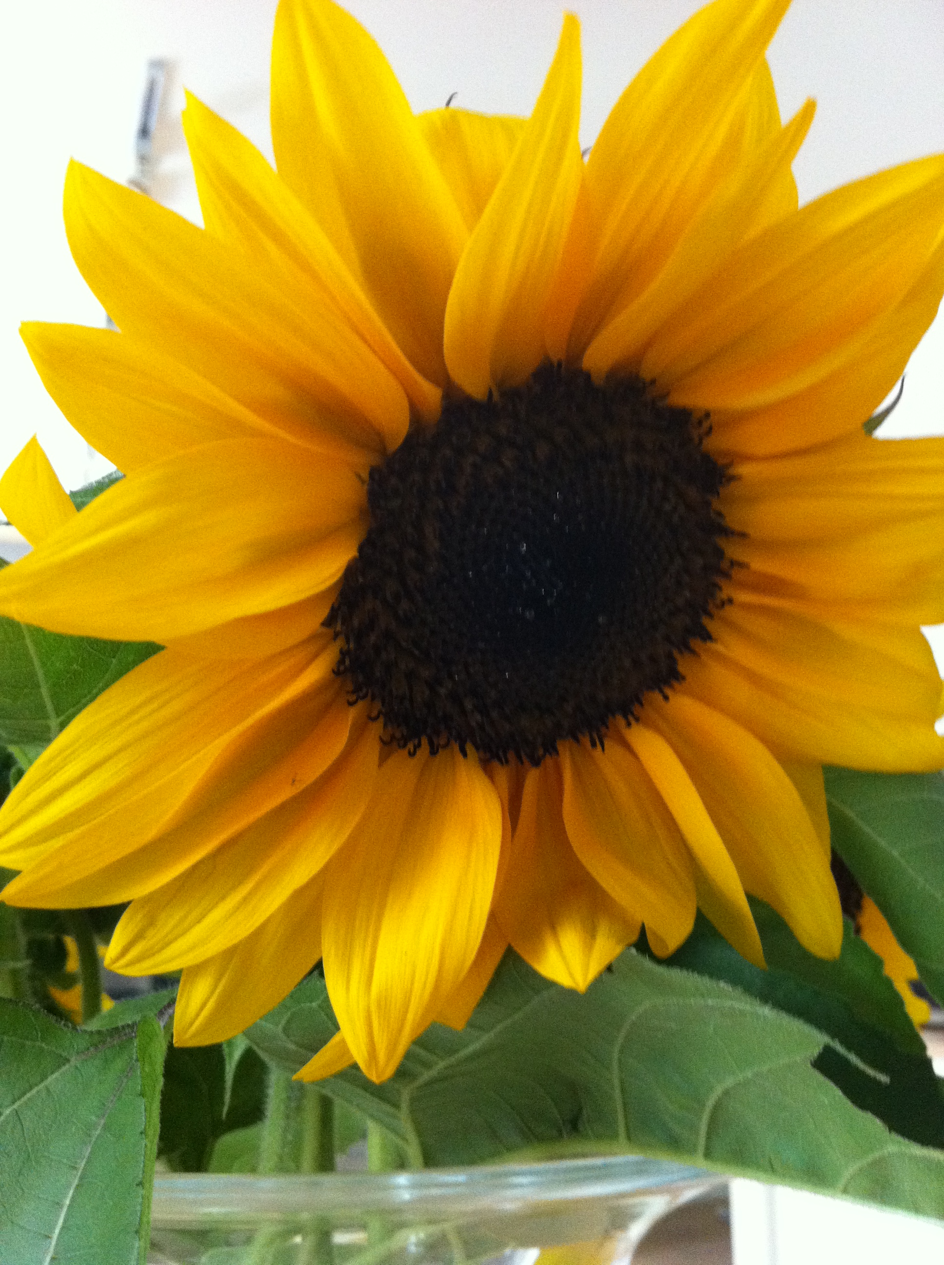 Homegrown Sunflowers